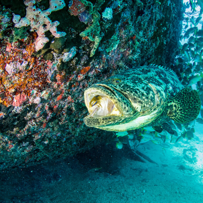 Goliath Grouper
