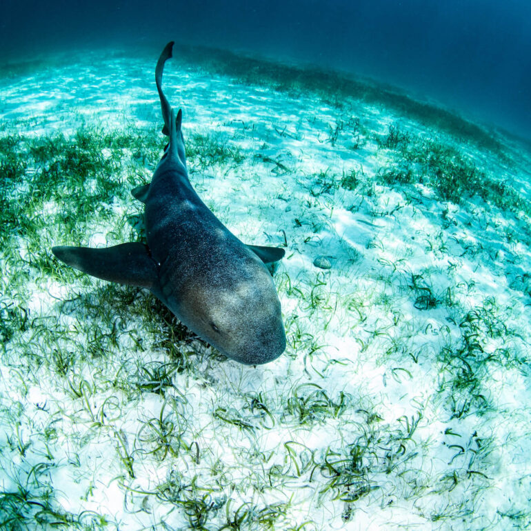 A nurse shark