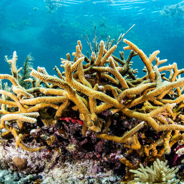 Staghorn Coral