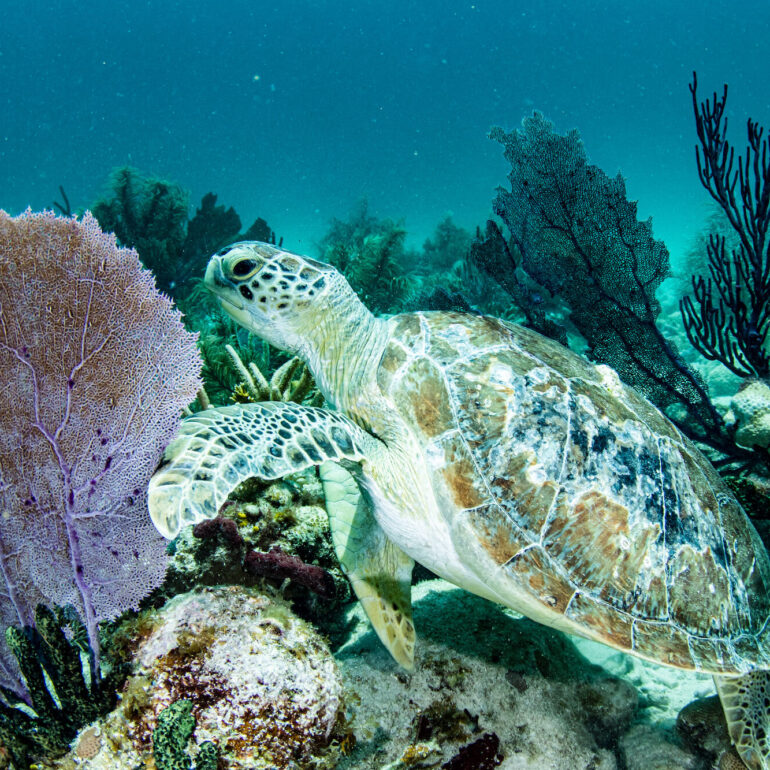 Turtle swimming on reef
