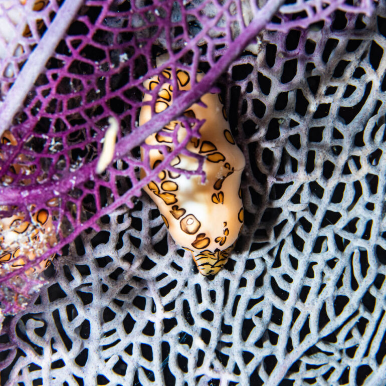 Flamingo Tongue Cowrie